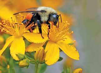 save our bees