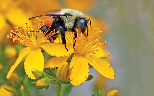 How do we save our bees? How do we save our bees?