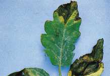 tomato-leaf-miner
