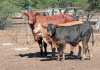 Twinning in cattle: benefits vs cost twinning-in-cattle-2