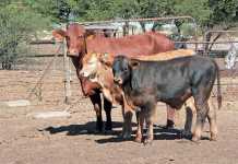 twinning-in-cattle-2