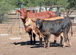 twinning-in-cattle-2