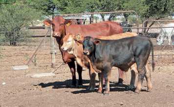 twinning-in-cattle-2