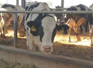 zambeef