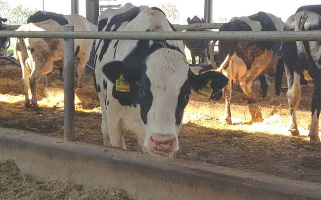 Zambeef embarks on ‘new era’ of business growth Zambeef embarks on ‘new era’ of business growth