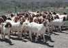 zimbabwe-goat-export