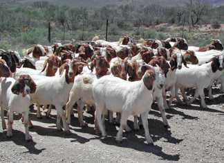 zimbabwe-goat-export