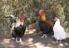 Avian flu halts Ugandan poultry exports Avian flu halts Ugandan poultry exports