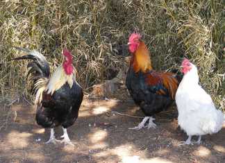 Avian flu halts Ugandan poultry exports