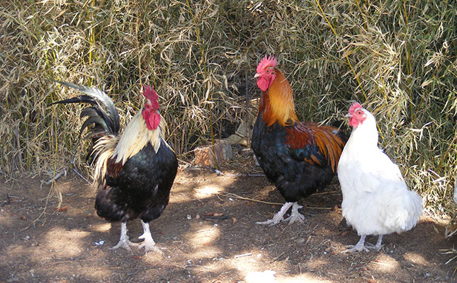 Avian flu halts Ugandan poultry exports Avian flu halts Ugandan poultry exports