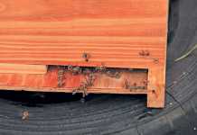Hives have to be inspected regularly to ensure that bees perform optimally.