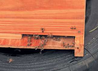Hives have to be inspected regularly to ensure that bees perform optimally.