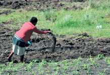 How to cure your soil after years of nutrient depletion