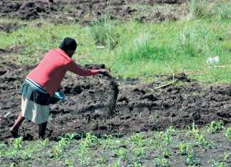 How to cure your soil after years of nutrient depletion