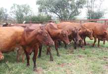 Intermediary programmes can be helpful for emerging farmers Intermediary-programmes-can-be-helpful-for-emerging-farmers