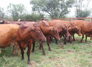 Intermediary programmes can be helpful for emerging farmers Intermediary-programmes-can-be-helpful-for-emerging-farmers