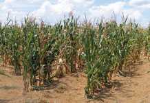 Possible inflation relief for lower-income groups in 2017 Possible-inflation-relief-for-lower-income-groups-in-2017