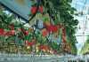 Is hydroponics the answer to global food challenges? Producing-strawberries-using-hydroponic-and-greenhouse-technologies