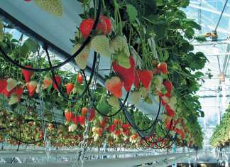 Producing-strawberries-using-hydroponic-and-greenhouse-technologies