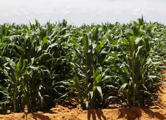 Gallery: Good rainfall brings hope for farmers Summer-grain-1