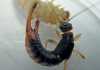 The common earwig (Forficula auricularia) attacking a stemborer.