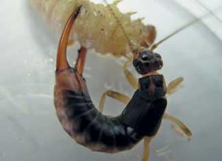 The common earwig (Forficula auricularia) attacking a stemborer.