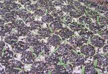 seed