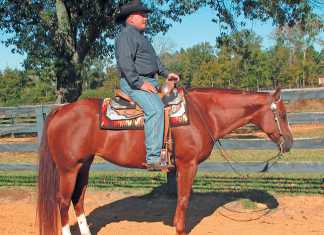 Training-western-pleasure-horses