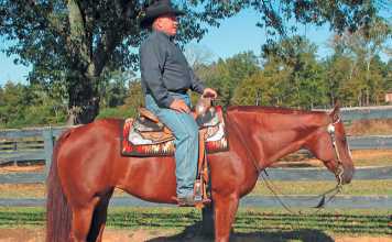 Training-western-pleasure-horses