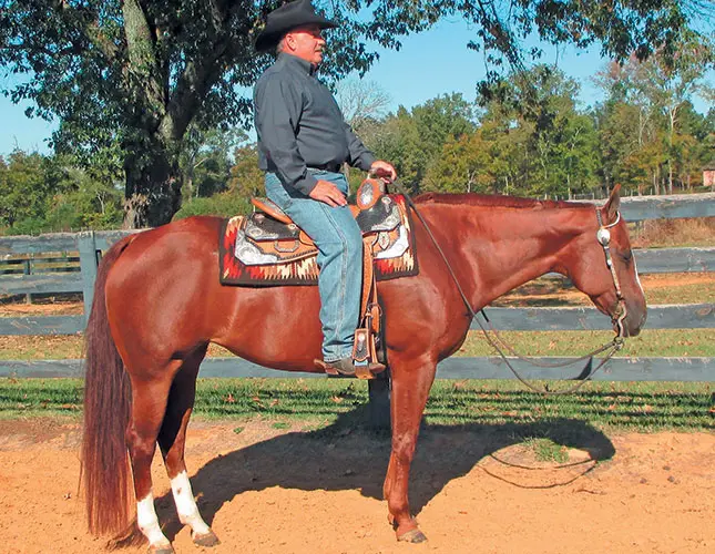 Training-western-pleasure-horses