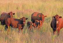 Twinning in cattle: super-fertile cows