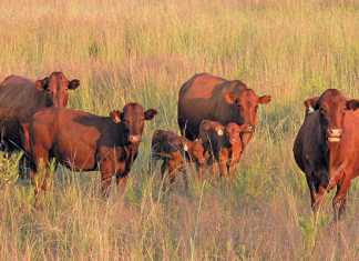 Twinning in cattle: super-fertile cows