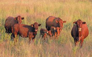 Twinning in cattle: super-fertile cows