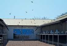 New pigeon race to boost wildlife conservation Victoria-Falls-World-Challenge-Pigeon-Race-