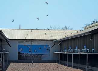 Victoria-Falls-World-Challenge-Pigeon-Race-