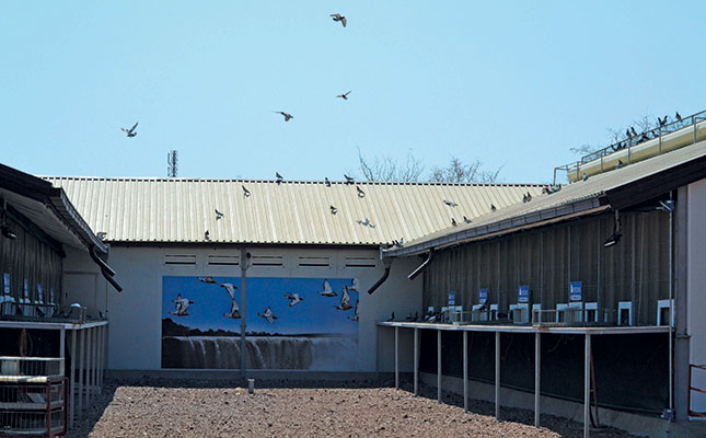 New pigeon race to boost wildlife conservation New pigeon race to boost wildlife conservation