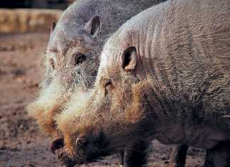 bearded-pigs