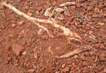 can-marigolds-control-eelworm