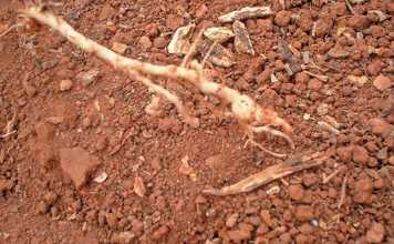 can-marigolds-control-eelworm