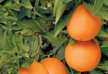 citrus-fruit---oranges