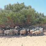 climate-change-sheep