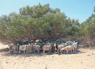 climate-change-sheep