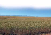 conservation-farming-1