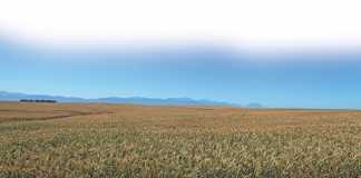conservation-farming-1