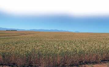 conservation-farming-1