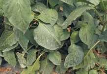 crop-spraying-all-over-a-leaf