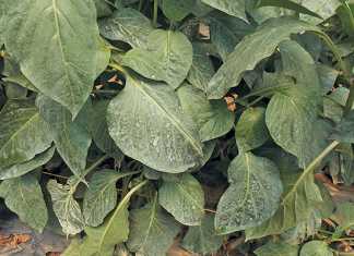 crop-spraying-all-over-a-leaf