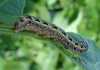 fall-army-worm