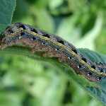 fall-army-worm