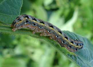 fall-army-worm